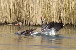 Prielenbos: Two Greylag Goose (Anser anser) just after mating