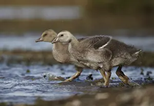 Fledgling: Greylag Goose (Anser anser) juvenile