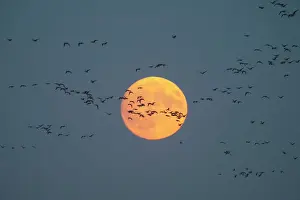Moon: Greylag Goose (Anser anser) l, autumn bird migra