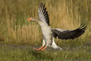 Helder: Greylag Goose (Anser anser) landing, Den Helder