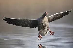 Lands: Greylag goose (Anser anser) landing in water