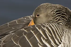 Saxony: Greylag Goose (Anser anser), Lower Saxony, Germany, Europe