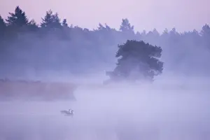 Heide: Greylag Goose (Anser anser) in morning fog, The