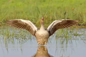 Flood: Greylag Goose (Anser anser) with outstretched wings