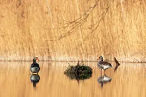 Beds: Greylag goose (Anser anser) on a pond in the morning