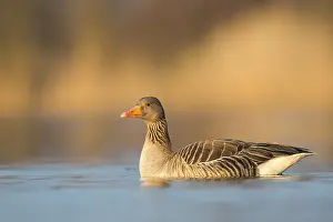 Duck Birds: Greylag Goose (Anser anser), Rhineland-Palatinate