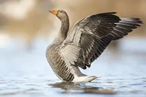 Duck Birds: Greylag Goose (Anser anser), Rhineland-Palatinate