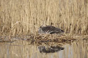 Incubate: Greylag goose (Anser anser) sitting brooding on the nest