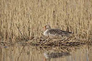 Incubate: Greylag goose (Anser anser) sitting brooding on the nest