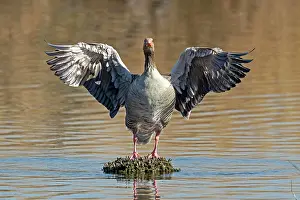 Spreads: Greylag goose (Anser anser) spreads the wings, Germany