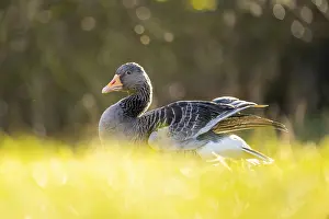 Birdwatching: Greylag goose (Anser anser) standing on a meadow in spring