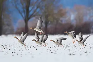 Starting: Greylag goose (Anser anser), starting, Bavaria