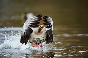 Start: Greylag goose (Anser anser) starting to fly in winter