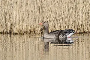 Swims: Greylag goose (Anser anser), swimming