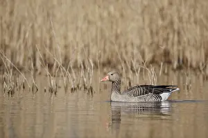 Float: Greylag goose (Anser anser), swimming