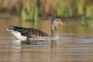 Float: Greylag goose (Anser anser) swimming