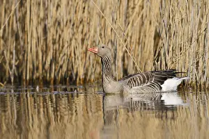 Float: Greylag goose (Anser anser) swimming
