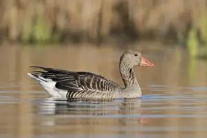 Float: Greylag goose (Anser anser) swimming
