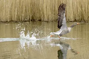 Prielenbos: Greylag Goose (Anser anser) taking off from water