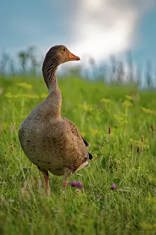 Neck: Greylag goose (Anser anser) with twisted neck, in