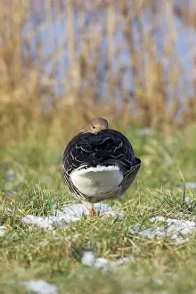 Backview: Greylag Goose - backview balancing on one leg