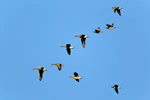 Leucopsis: Greylag Goose and Barnacle Goose - (Branta leucopsis)