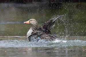 Bathing: Greylag Goose bathing