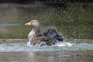 Bathing: Greylag Goose bathing