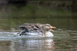 Bathing: Greylag Goose bathing