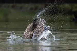 Bathing: Greylag Goose bathing