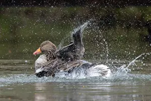 Bathing: Greylag Goose bathing