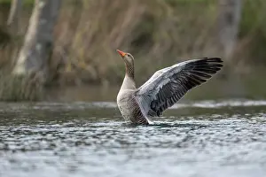 David Chapman: Greylag Goose - Bathing - UK