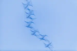 Atmosheric: Greylag goose - blurred impression of birds flying
