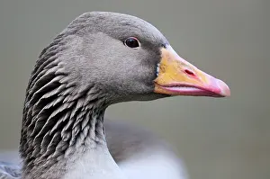 Giacomo Radi: Greylag Goose - close-up of head