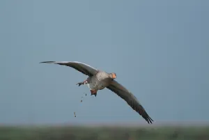 Defecating: Greylag Goose - defecating in flight