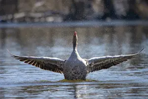 Greylag: Greylag Goose flapping