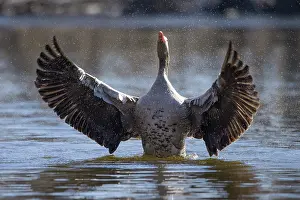 Greylag: Greylag Goose flapping