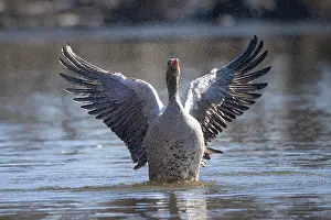 Greylag: Greylag Goose flapping