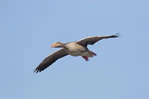 Greylag: Greylag Goose flight