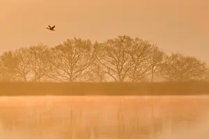 Hickling: Greylag Goose - in flight over Hickling Broad at sunrise