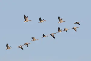 Graylag: Greylag Goose - flock in flight - Germany