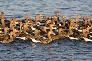 Greylag Goose - Flock of juveniles