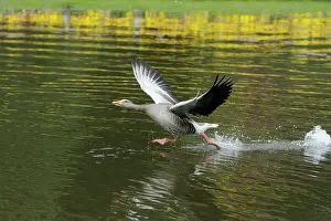 Ganders: Greylag Goose - gander chasing off arrival