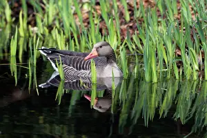 Gander: Greylag Goose - gander resting on lake