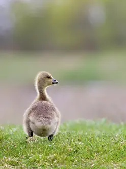 200621: Greylag goose gosling