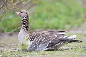 Greylag: Greylag Goose gosling