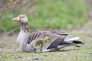 Greylag: Greylag Goose gosling