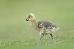 Holstein: Greylag Goose gosling