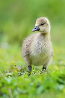 Hanover: Greylag goose, Hanover, Lower Saxony