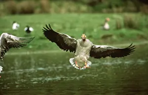 Greylag: Greylag GOOSE - landing on water
